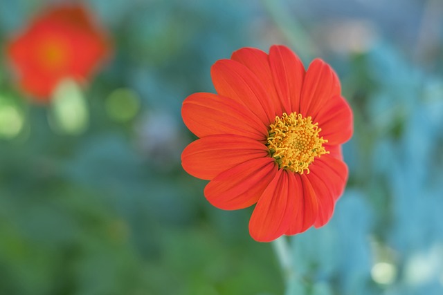 逐渐成为 逐渐成为