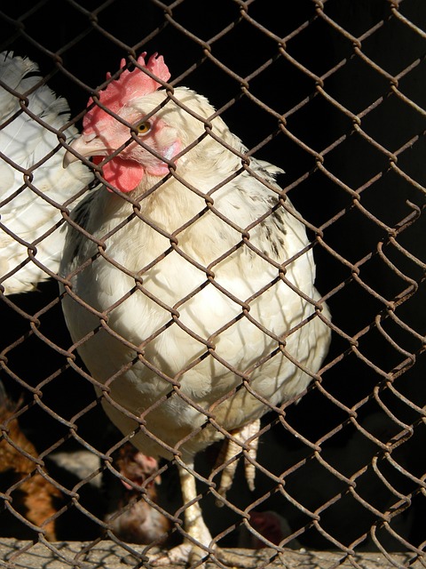 不鲜年轻选 不鲜年轻选